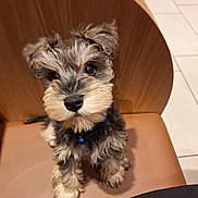 Humphrey joined the competition — help win amazing prizes! puppy, dog, pet, cute, fur, beard, collar, indoor, chair, brown, black, white, small_dog, looking_up, adorable, animal, companion, curious, sitting, floor_tiles