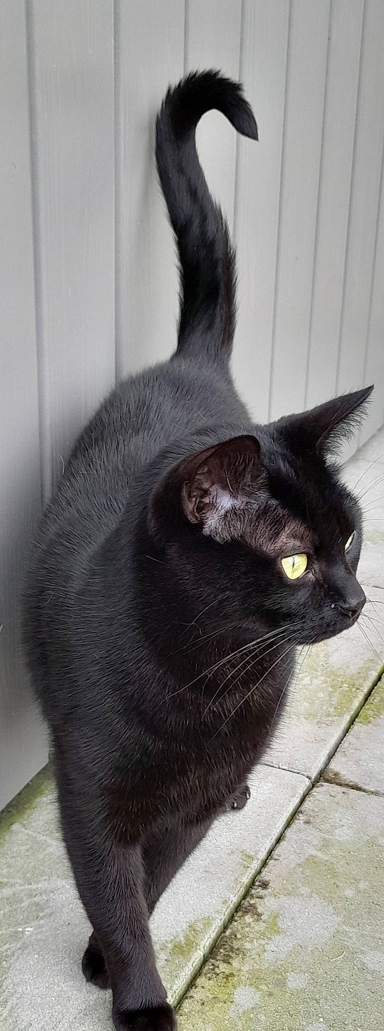 Maki a rejoint le concours — aidez-le/la à gagner de superbes lots ! black_cat, bombay, carnivore, cat, domestic_short_haired_cat, felidae, fur, grey, monochrome_photography, small_to_medium_sized_cats, snout, tail, terrestrial_animal, whiskers