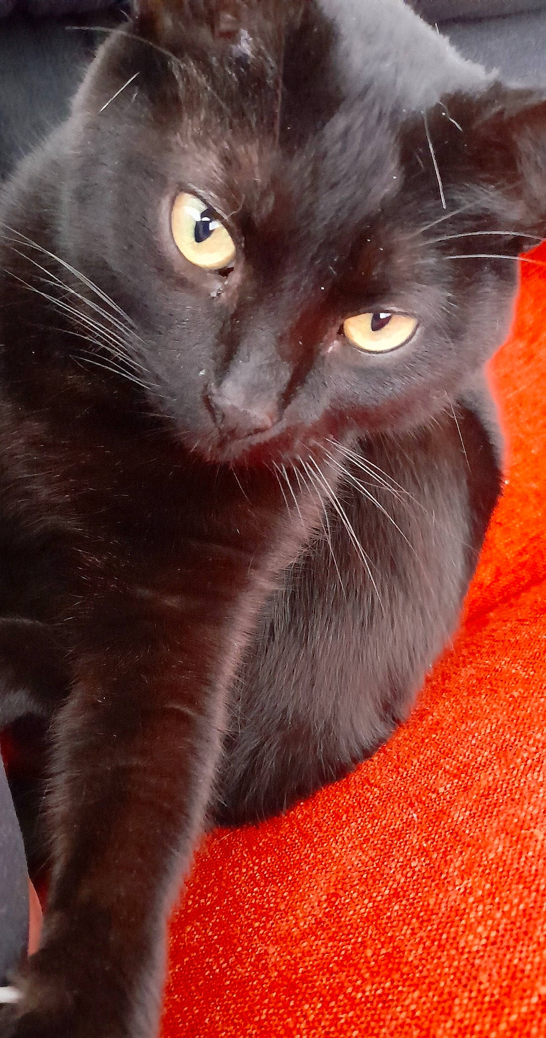 Maki a rejoint le concours — aidez-le/la à gagner de superbes lots ! black_cat, carnivore, cat, close_up, domestic_short_haired_cat, felidae, fur, small_to_medium_sized_cats, snout, tail, terrestrial_animal, whiskers