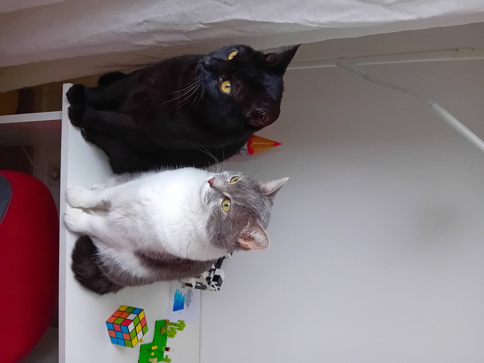 Maki participe au concours pour gagner de l'argent avec cette photo : black_cat, box, carnivore, cat, claw, domestic_short_haired_cat, felidae, fur, grey, mammal, paw, room, small_to_medium_sized_cats, snout, tail, vertebrate, whiskers