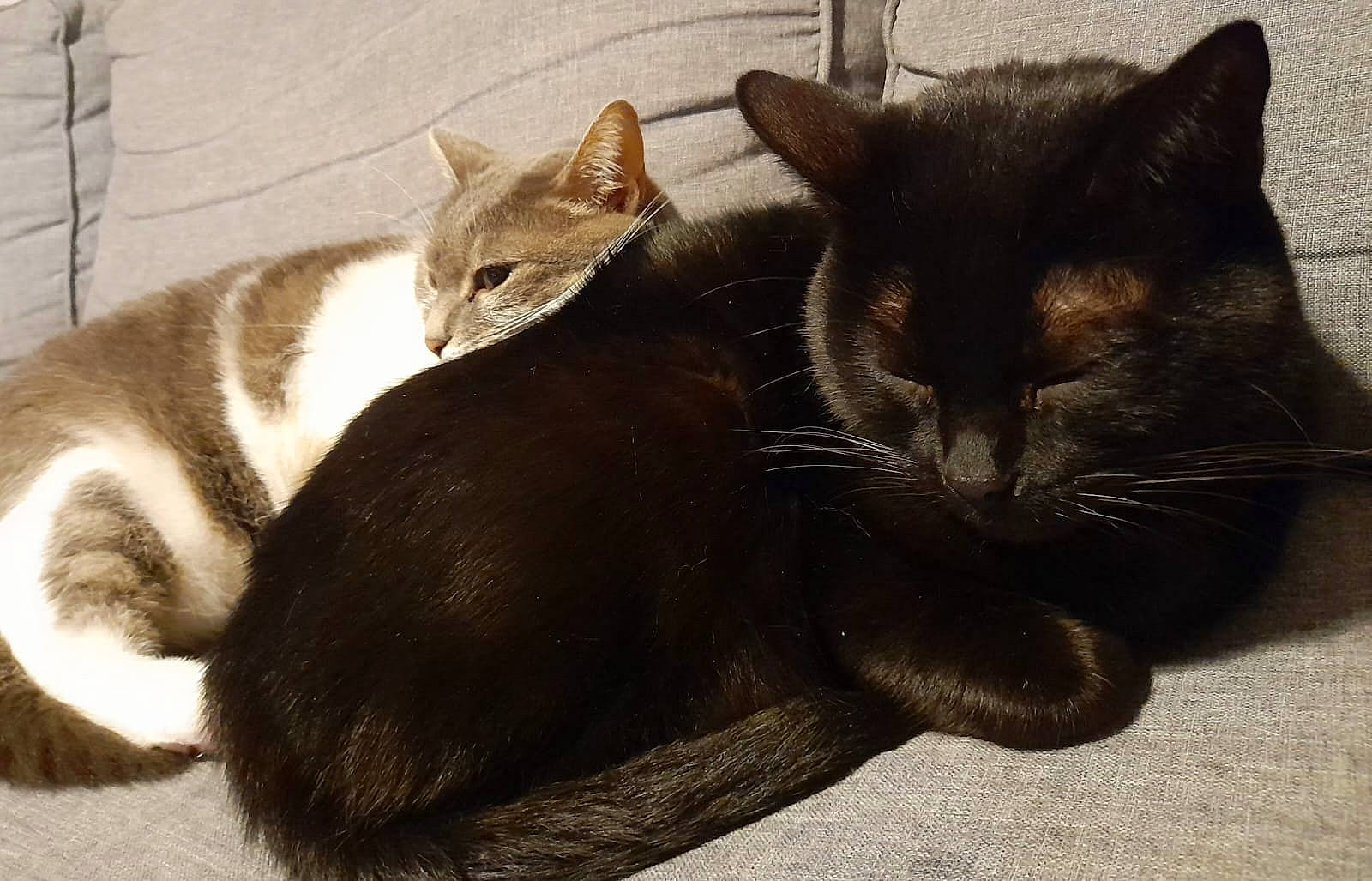 Maki participe au concours pour gagner de l'argent avec cette photo : black_cat, carnivore, cat, claw, comfort, domestic_short_haired_cat, felidae, foot, fur, grey, paw, sitting, small_to_medium_sized_cats, snout, tail, terrestrial_animal, whiskers