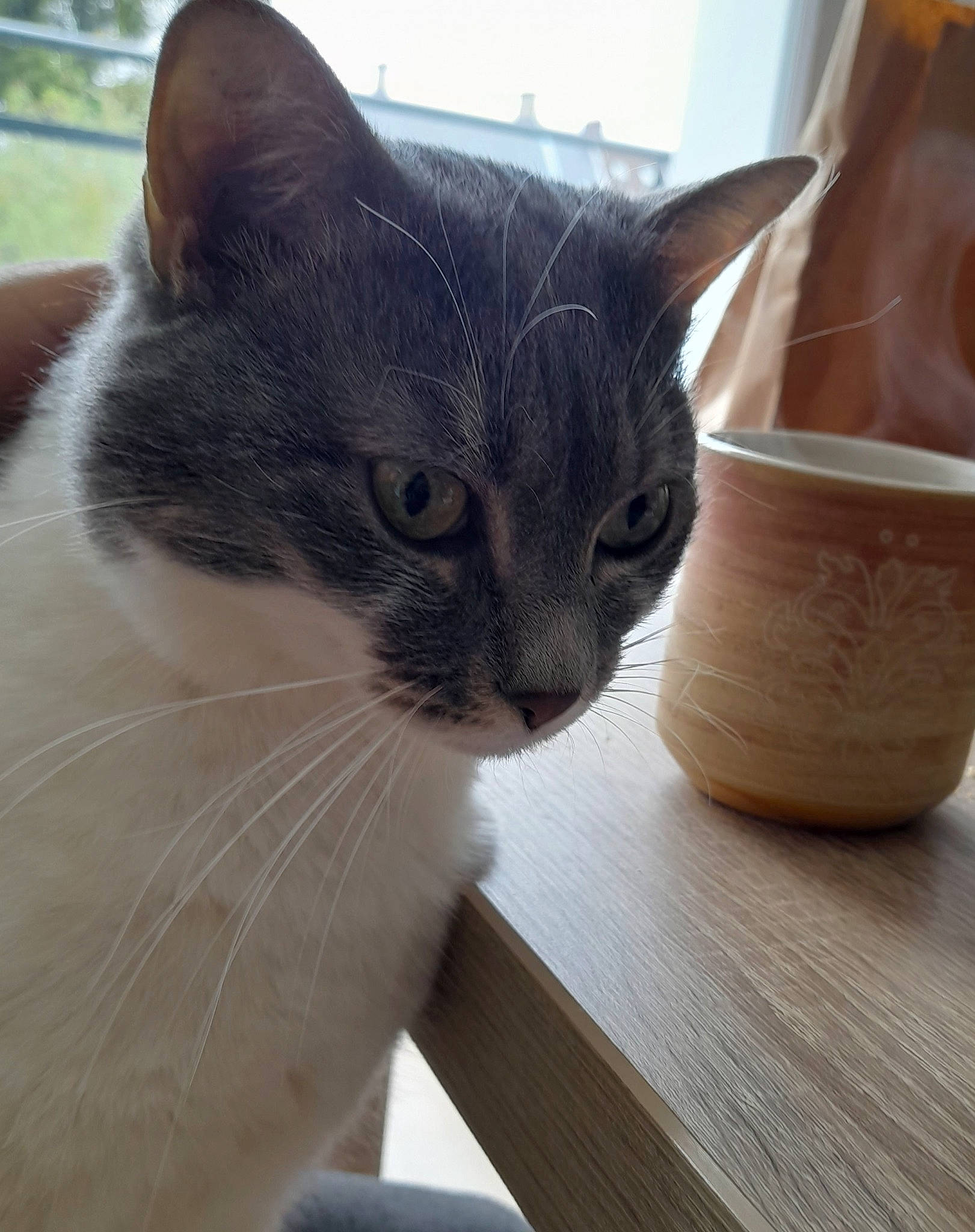 Plume a rejoint le concours — aidez-le/la à gagner de superbes lots ! box, carnivore, cat, comfort, domestic_short_haired_cat, door, felidae, flooring, fur, hardwood, plywood, small_to_medium_sized_cats, snout, table, tail, varnish, whiskers, window, wood, wood_stain