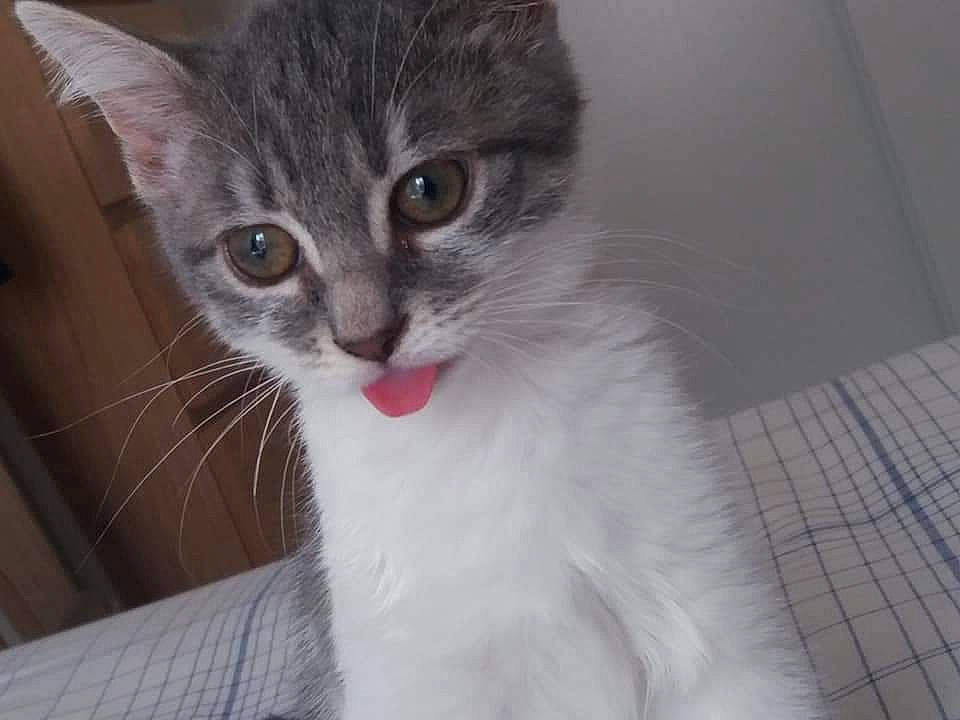 Plume participe au concours pour gagner de l'argent avec cette photo : carnivore, cat, comfort, domestic_short_haired_cat, felidae, fur, paw, pet_supply, small_to_medium_sized_cats, snout, terrestrial_animal, whiskers, window