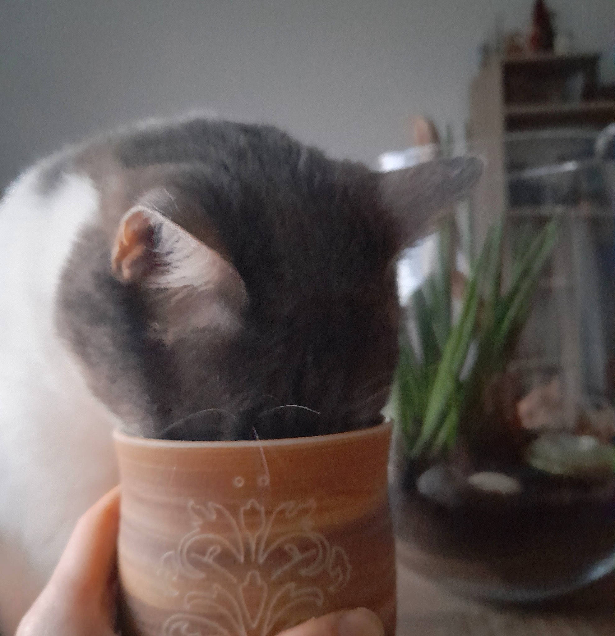 Plume a rejoint le concours — aidez-le/la à gagner de superbes lots ! carnivore, cat, cat_supply, comfort_food, domestic_short_haired_cat, felidae, flowerpot, fur, herb, houseplant, ingredient, nail, plant, serveware, small_to_medium_sized_cats, tail, terrestrial_plant, whiskers