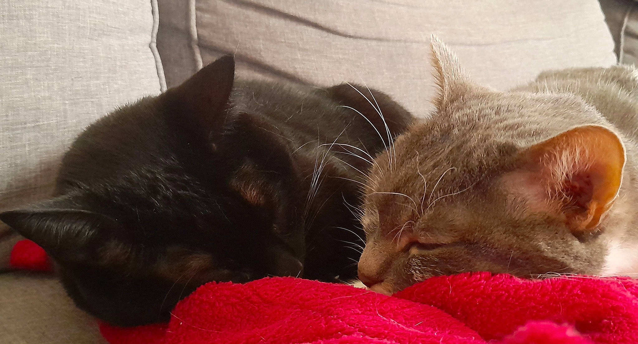 Plume participe au concours pour gagner de l'argent avec cette photo : bombay, carmine, carnivore, cat, cat_bed, cat_supply, claw, comfort, domestic_short_haired_cat, felidae, fur, liver, nap, paw, sleep, small_to_medium_sized_cats, snout, tail, whiskers