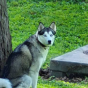 Akira joined the competition — help win amazing prizes! dog, husky, siberian_husky, animal, pet, outdoor, grass, tree, nature, canine, fur, blue_eyes, sitting, collar, daylight, greenery, park, alert, mammal, companion