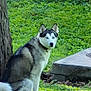 dog, husky, siberian_husky, animal, pet, outdoor, grass, tree, nature, canine, fur, blue_eyes, sitting, collar, daylight, greenery, park, alert, mammal, companion