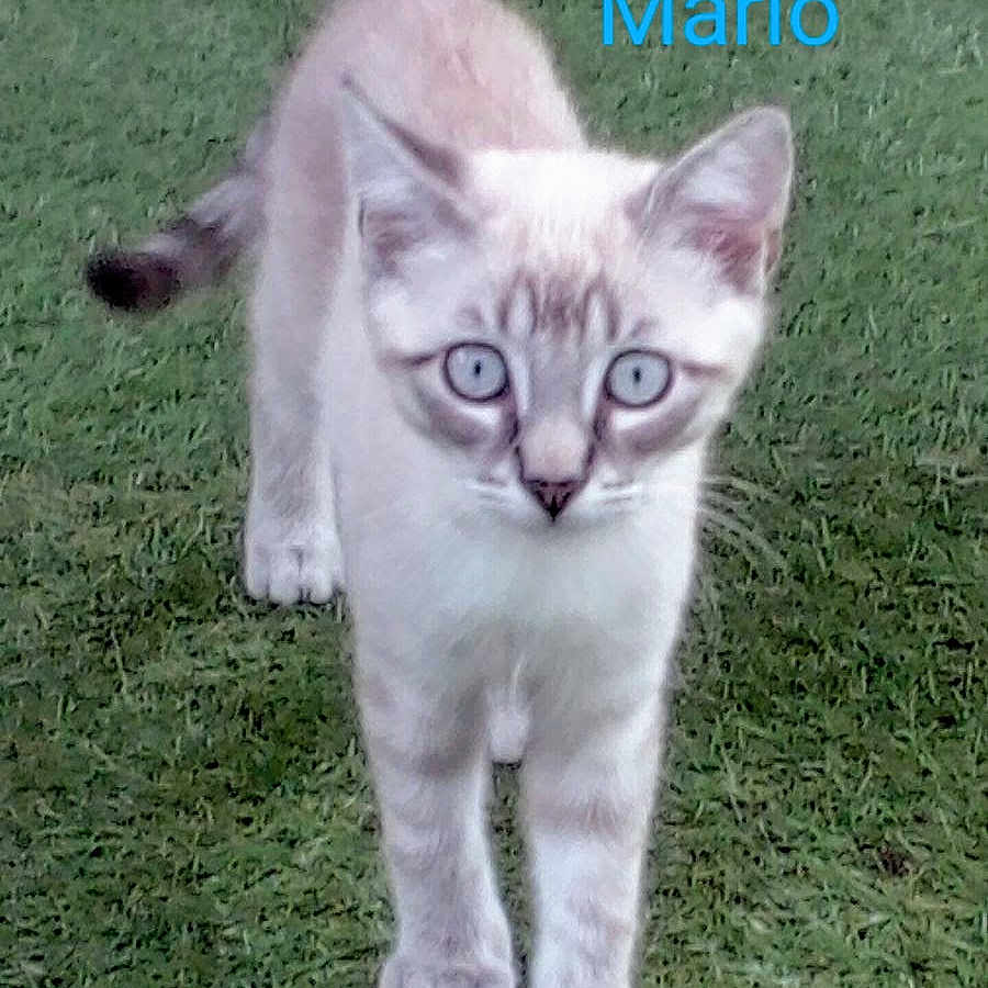 Marlo