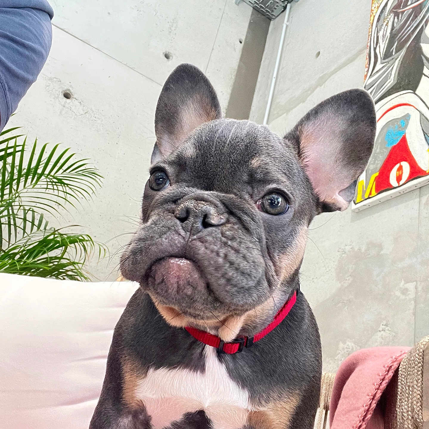 Lili a rejoint le concours — aidez-le/la à gagner de superbes lots ! adult, animal, bulldog, canine, dog, frenchbulldog, male, man, person, pet, photobombing, pitbull, puppy, snout