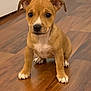 puppy, dog, brown, white_markings, floor, wooden_floor, indoor, pet, animal, sitting, cute, small, ears, eyes, face, nose, paws, young, domestic, background