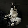 cat, black_and_white, feline, pet, indoor, couch, relaxed, sitting, fur, whiskers, animal, cute, domestic, portrait, soft_light, resting, cozy, companion, furniture, shadow