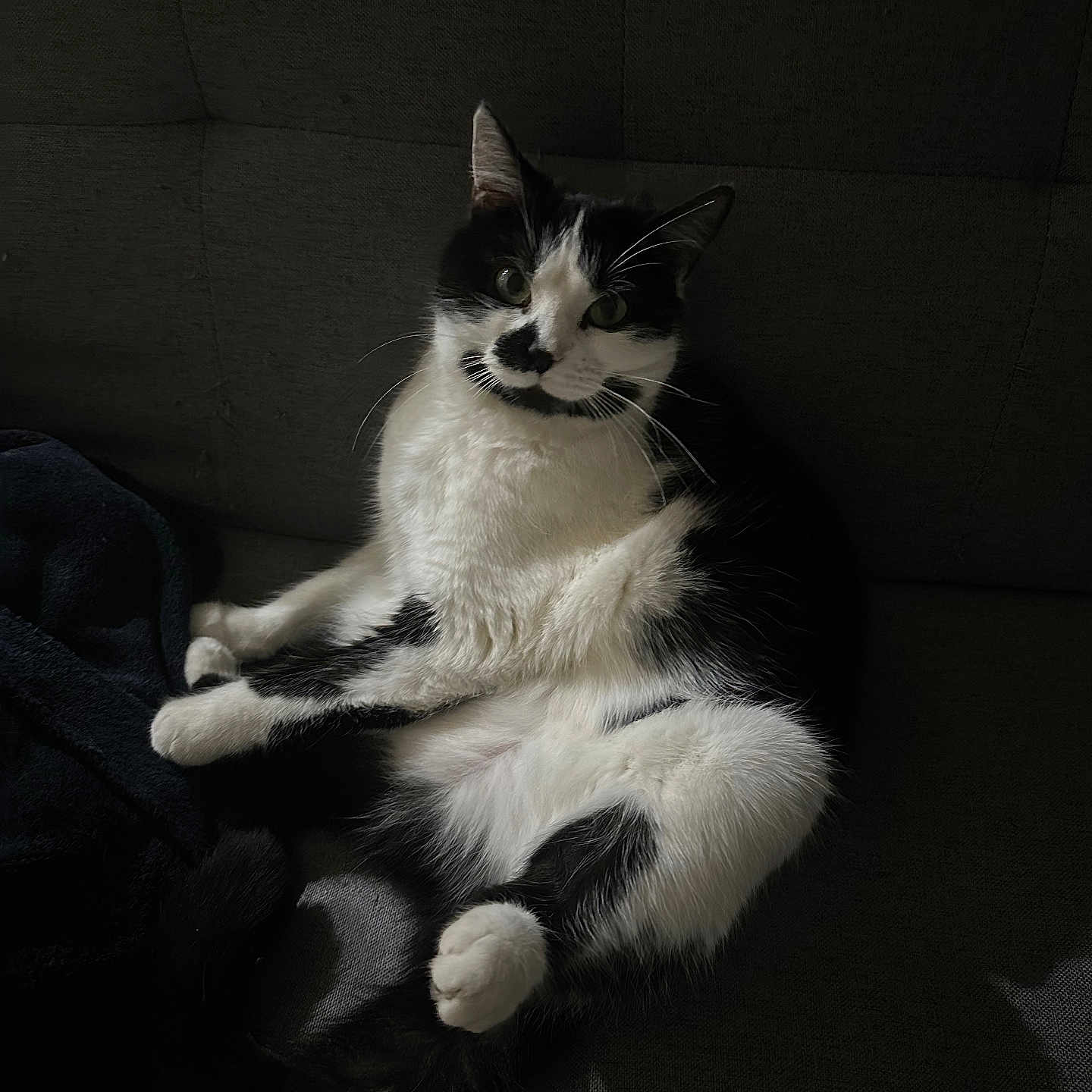 Stella participe au concours pour gagner de l'argent avec cette photo : animal, black_and_white, cat, companion, couch, cozy, cute, domestic, feline, fur, furniture, indoor, pet, portrait, relaxed, resting, shadow, sitting, soft_light, whiskers