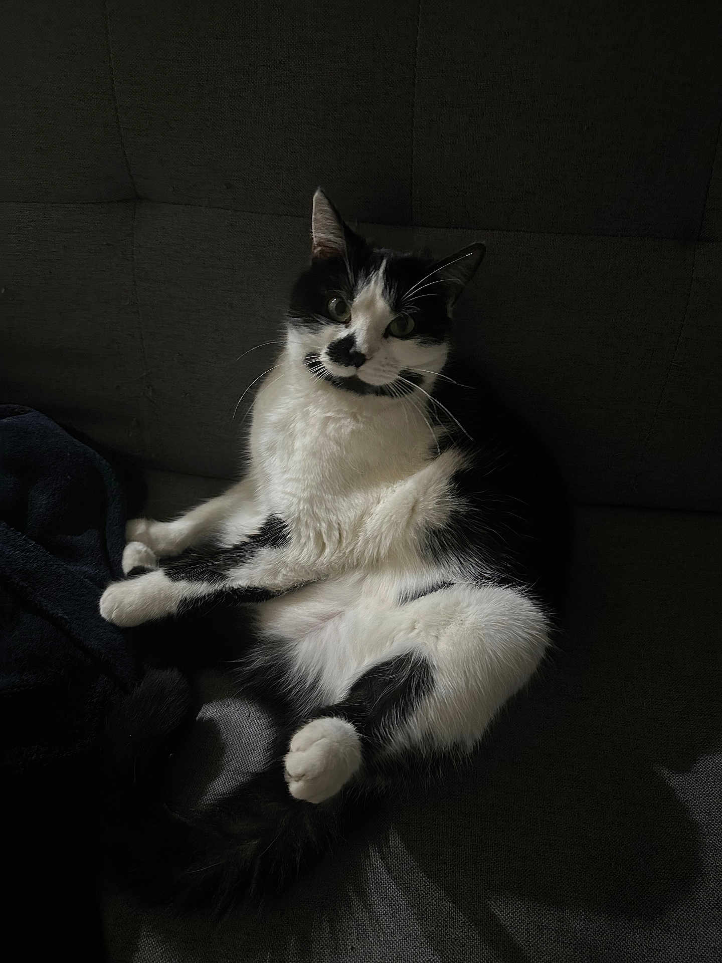 Stella