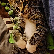 Val is registered to the contest to win money with this photo: kitten, cat, tabby, fur, whiskers, paws, blanket, cozy, indoor, pet, cute, sleepy, small, young, striped, animal, feline, resting, soft, comfort