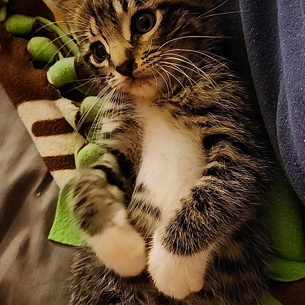Val is registered to the contest to win money with this photo: animal, blanket, cat, comfort, cozy, cute, feline, fur, indoor, kitten, paws, pet, resting, sleepy, small, soft, striped, tabby, whiskers, young