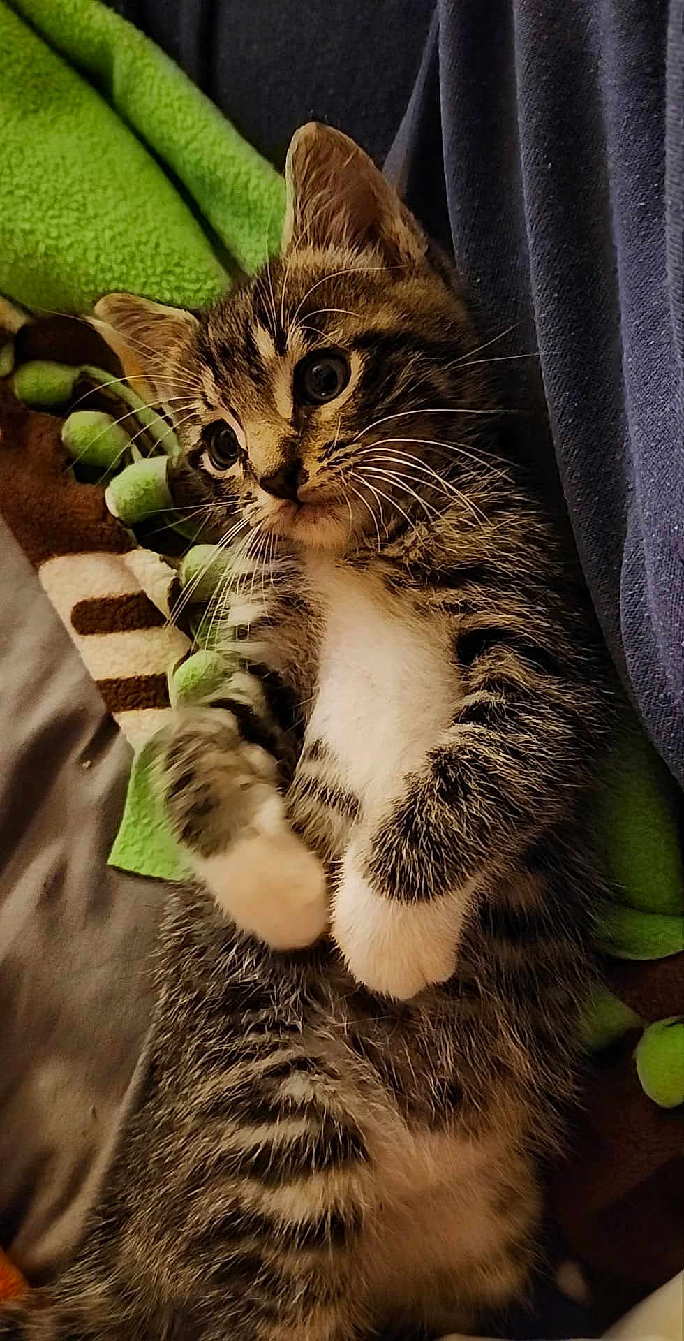 Val is registered to the contest to win money with this photo: kitten, cat, tabby, fur, whiskers, paws, blanket, cozy, indoor, pet, cute, sleepy, small, young, striped, animal, feline, resting, soft, comfort