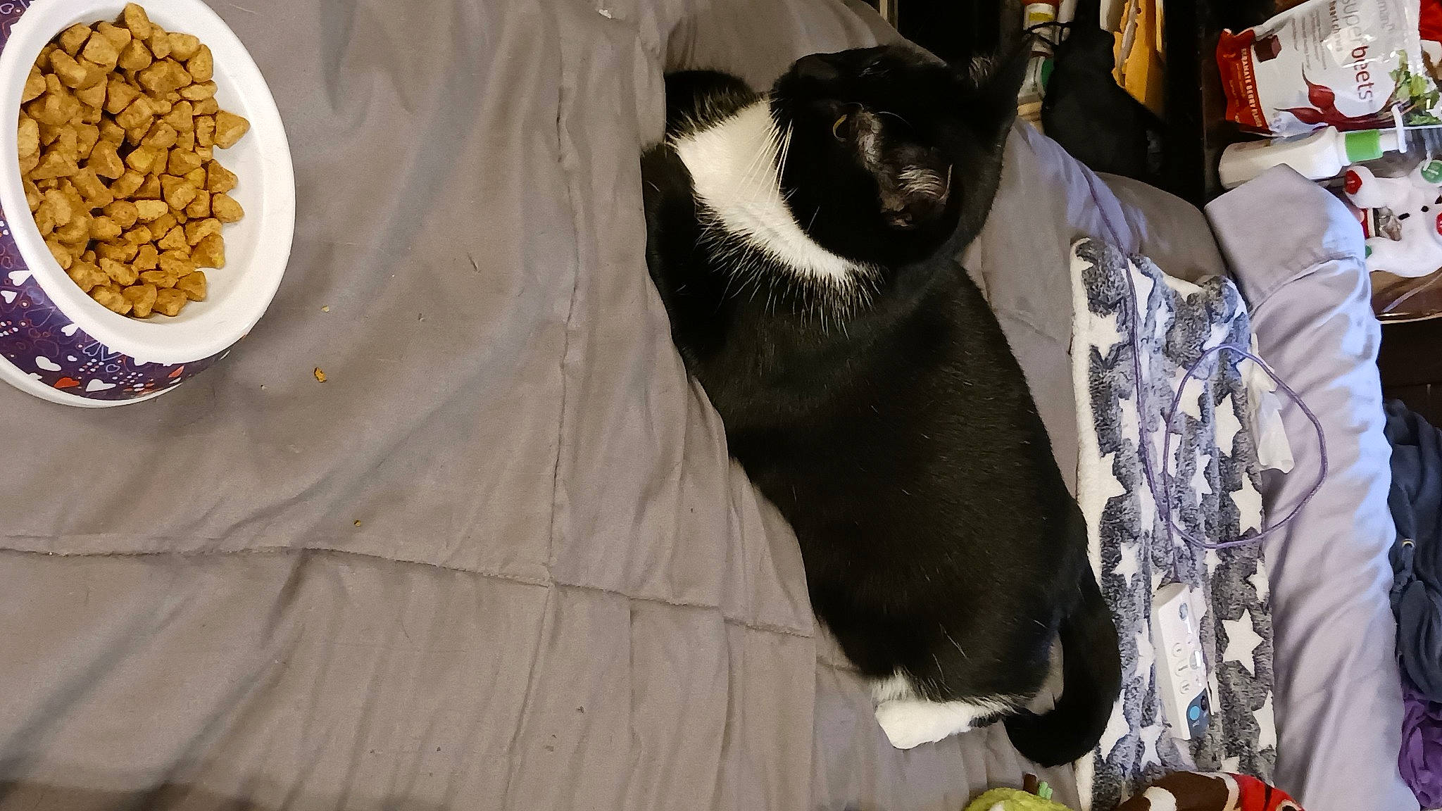 Nala is registered to the contest to win money with this photo: carnivore, comfort, companion_dog, dishware, dog_breed, fawn, felidae, food, fur, ingredient, linens, nuts_seeds, platter, recipe, seed, serveware, snout, tableware, whiskers, working_animal