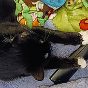 Nala joined the competition — help win amazing prizes! art, button, carmine, claw, costume_hat, fashion_accessory, felidae, foot, fur, hat, paw, plush, small_to_medium_sized_cats, stuffed_toy, tail, terrestrial_animal, toe, toy, wool