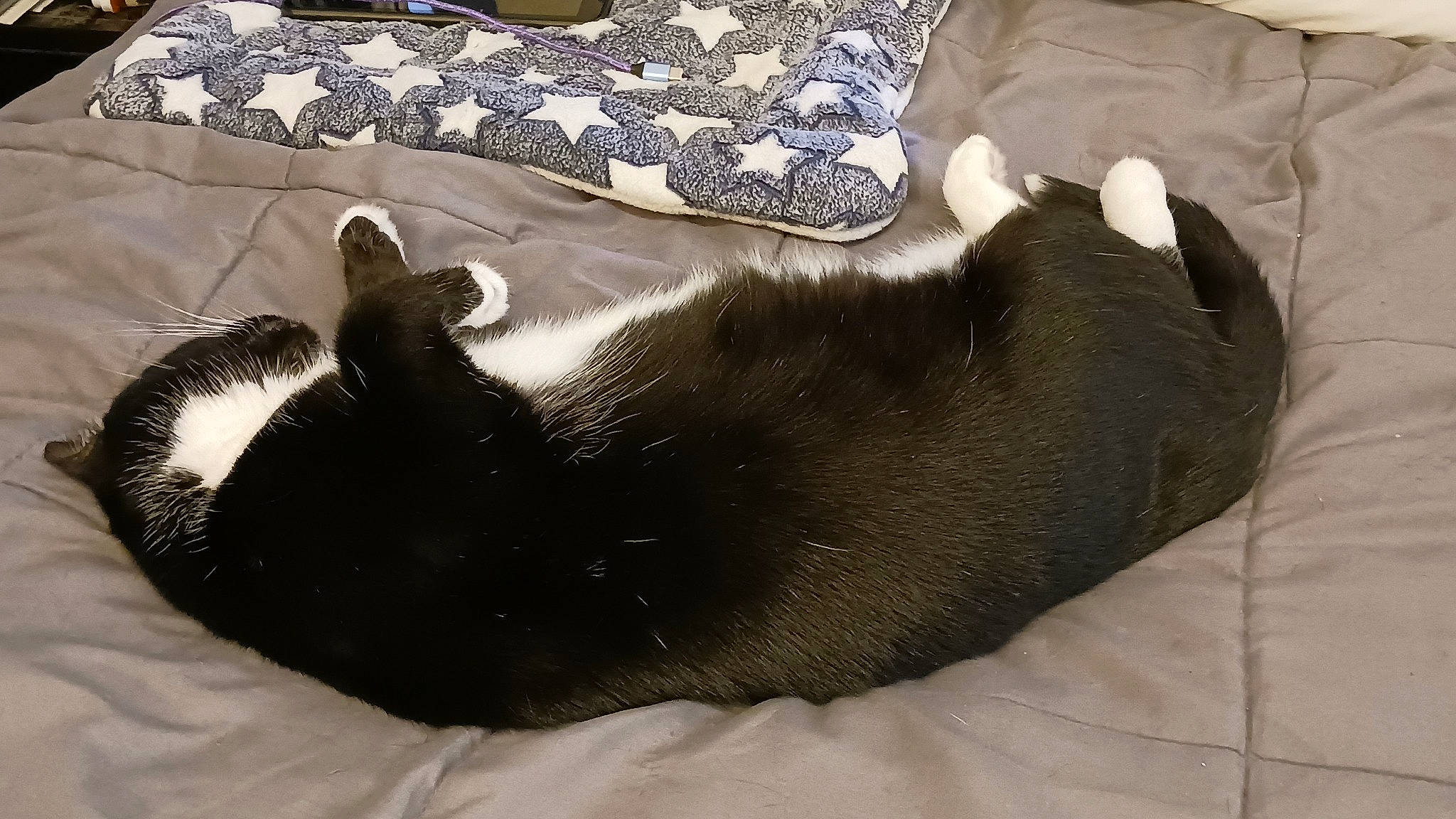 Nala is registered to the contest to win money with this photo: canidae, carnivore, cat, comfort, companion_dog, couch, dog_breed, felidae, fur, grey, nap, paw, sleeper_chair, small_to_medium_sized_cats, snout, sporting_group, tail, terrestrial_animal, whiskers, working_animal