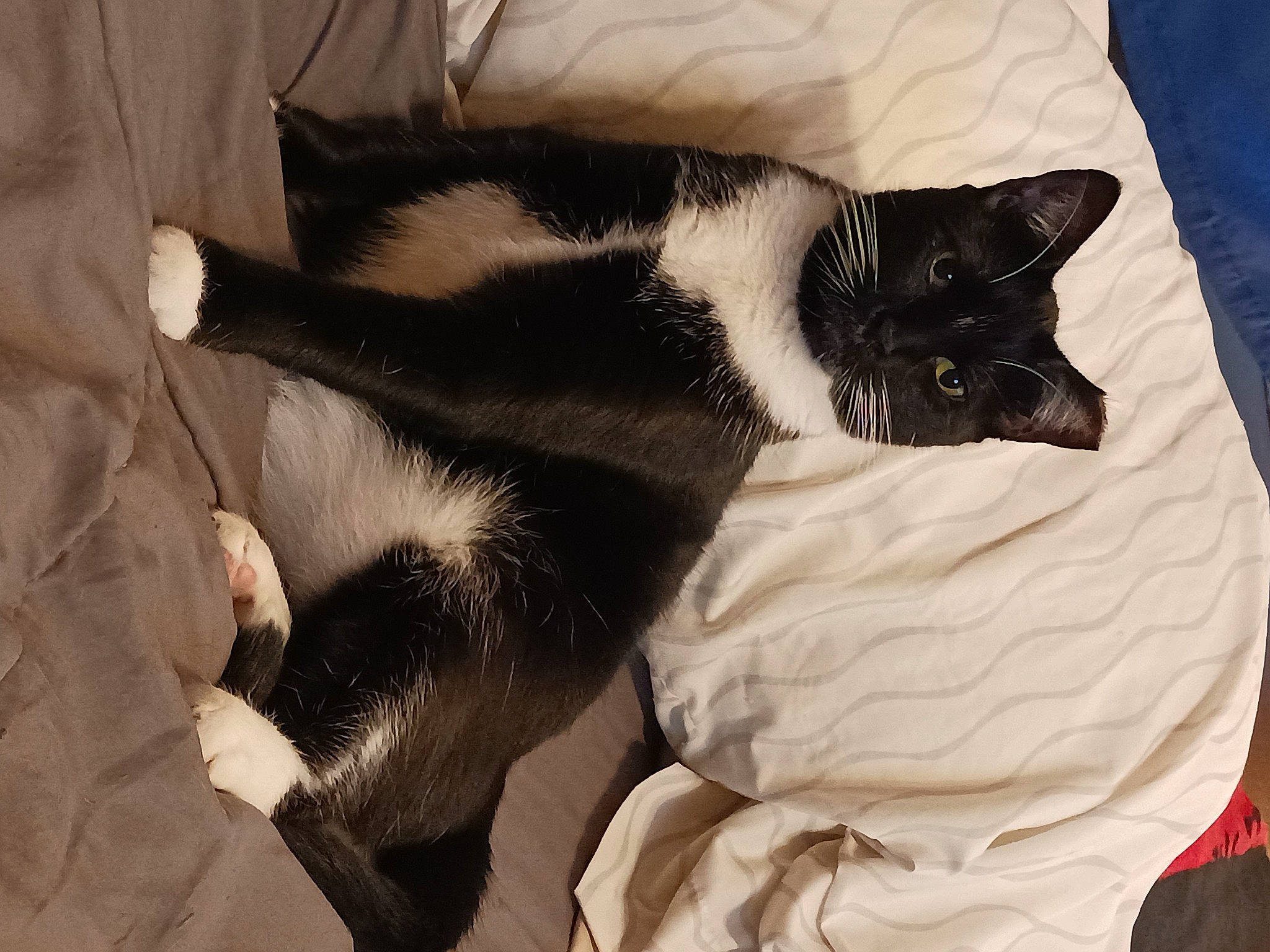 Nala is registered to the contest to win money with this photo: black_cat, carnivore, cat, claw, comfort, domestic_short_haired_cat, duvet, eye, felidae, fur, head, linens, monochrome_photography, nap, paw, sleep, small_to_medium_sized_cats, snout, tail, whiskers