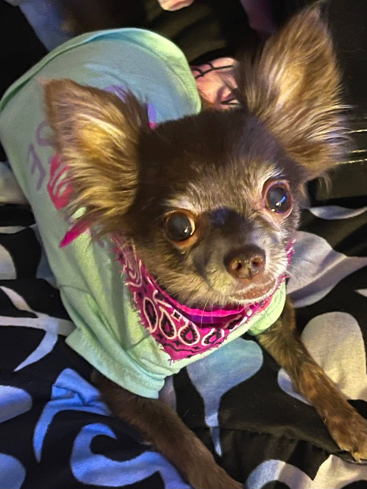 Brooklyn joined the competition — help win amazing prizes! canidae, carnivore, chihuahua, companion_dog, dog, dog_breed, ear, fashion_accessory, fawn, felidae, fictional_character, fur, mythical_creature, purple, russkiy_toy, snout, sporting_group, toy_dog, whiskers, working_animal