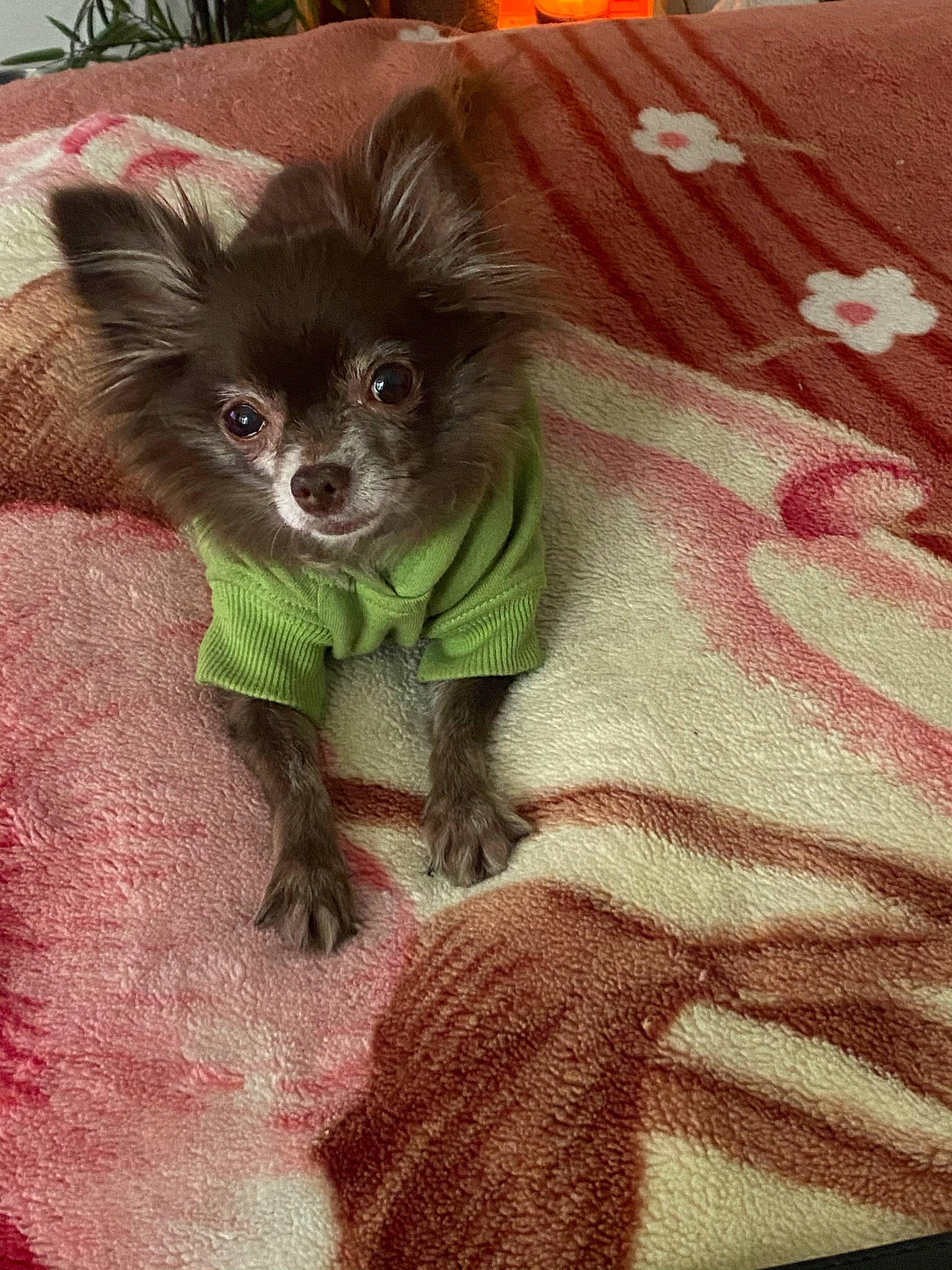 Brooklyn joined the competition — help win amazing prizes! canidae, carnivore, chihuahua, companion_dog, dog, dog_breed, dog_clothes, dog_supply, fawn, fur, linens, pattern, paw, snout, sporting_group, tail, toy_dog, whiskers, wing, working_animal