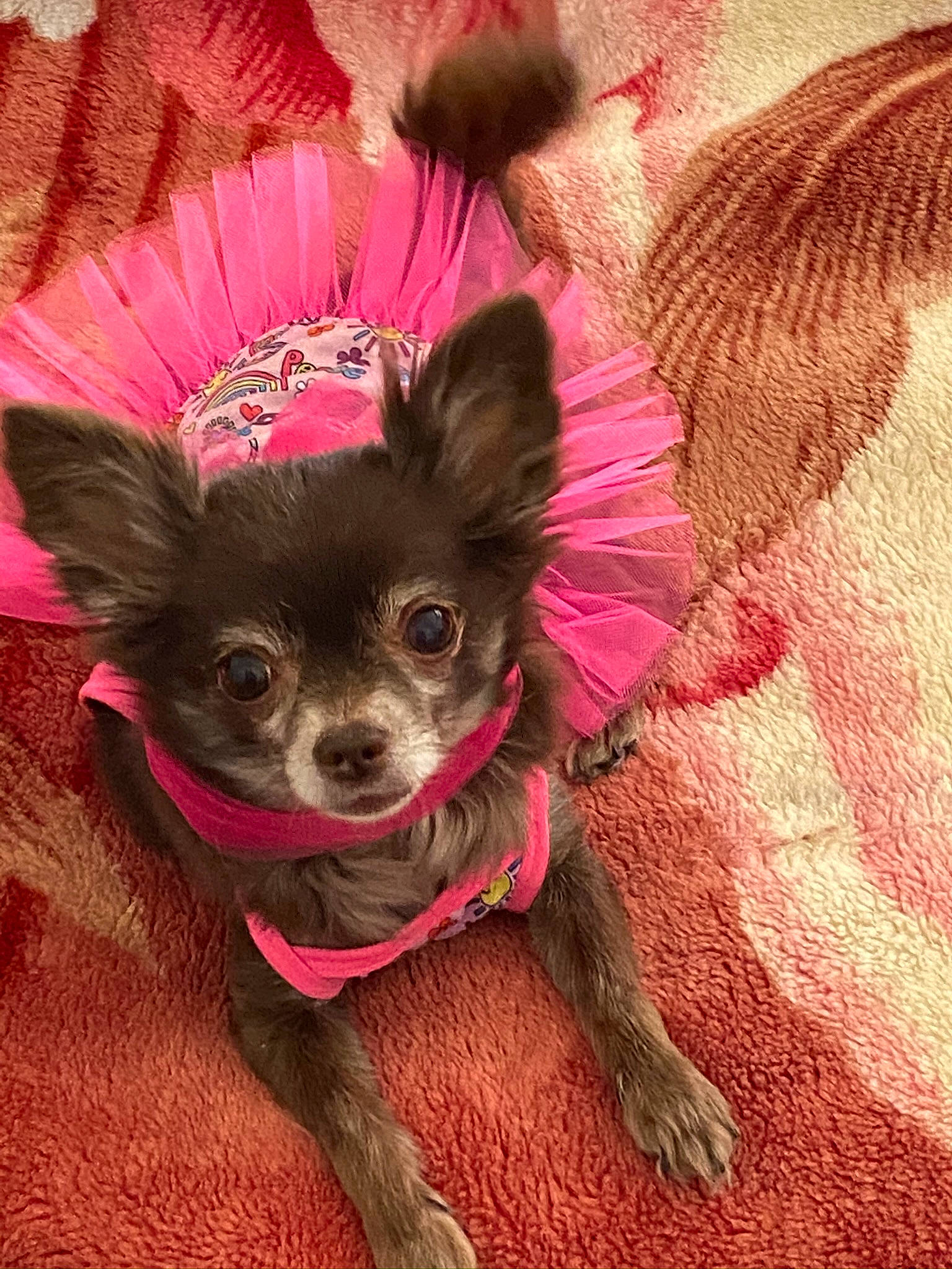 Brooklyn is registered to the contest to win money with this photo: canidae, carnivore, companion_dog, costume, costume_hat, dog, dog_breed, dog_clothes, dog_supply, ear, fashion_accessory, fawn, fur, magenta, party_hat, pink, snout, toy_dog, whiskers, working_animal
