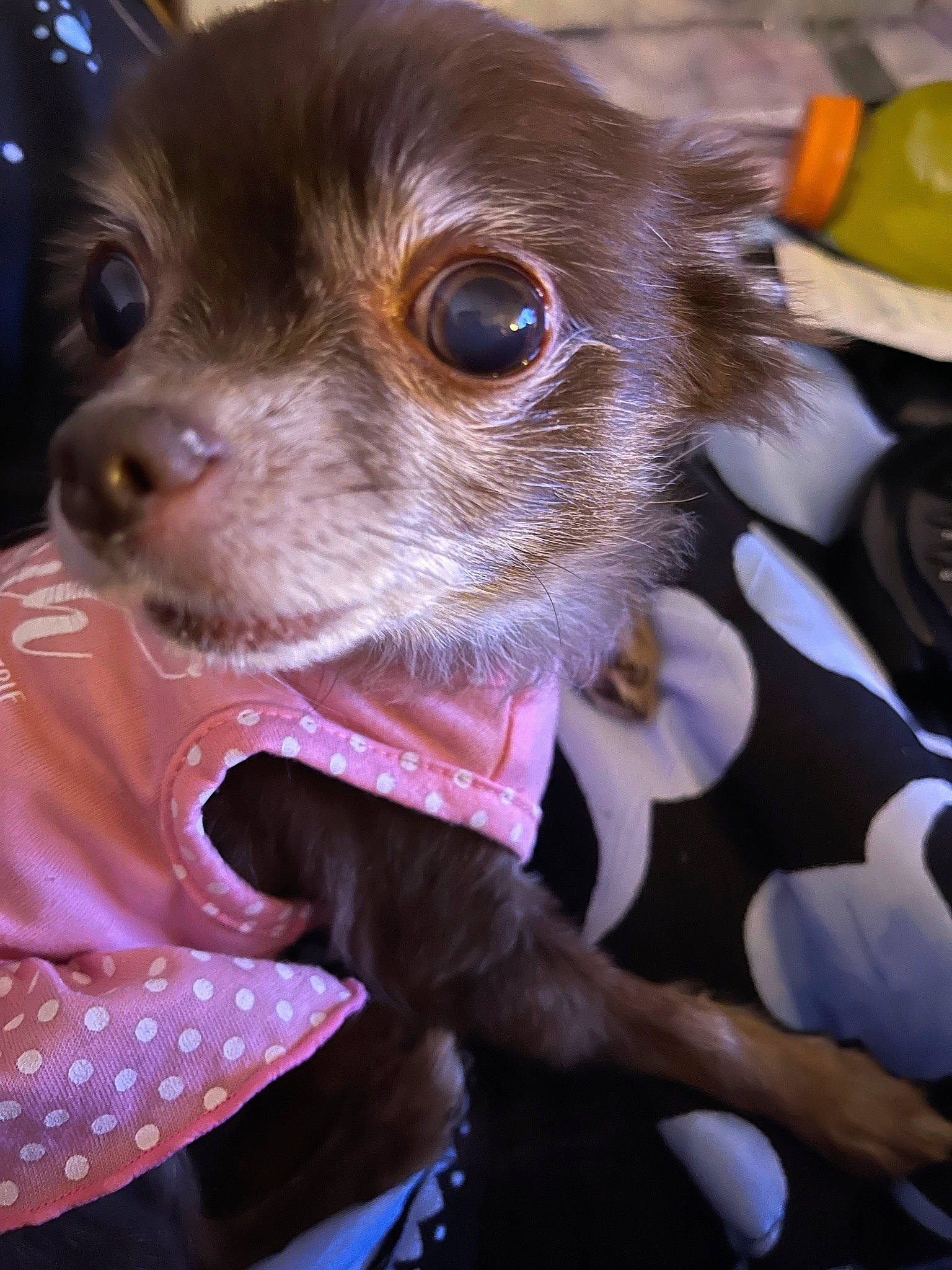 Brooklyn joined the competition — help win amazing prizes! canidae, carnivore, chihuahua, collar, companion_dog, dog, dog_breed, dog_clothes, dog_collar, ear, fawn, leash, liver, pink, russkiy_toy, snout, sporting_group, toy_dog, whiskers, working_animal