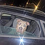 animal, black_car, canine, car, collar, dog, domestic_animal, ears, flash, glass, head, house, interior, night, pet, reflection, residential_area, seat, streetlight, window