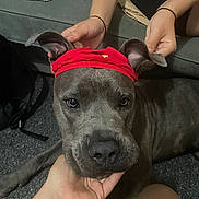 Ace joined the competition — help win amazing prizes! animal, canine, carpet, closeup, companionship, cute, dog, domestic_animal, ears, expression, friendship, gray_dog, hands, headband, indoor, pet, playful, portrait, red_headband, sofa