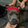 animal, canine, carpet, closeup, companionship, cute, dog, domestic_animal, ears, expression, friendship, gray_dog, hands, headband, indoor, pet, playful, portrait, red_headband, sofa