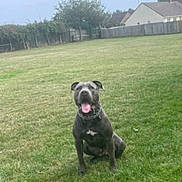Ace joined the competition — help win amazing prizes! dog, grass, outdoor, pet, canine, collar, field, tongue, ears, happy, sitting, yard, suburban, fence, house, daytime, animal, nature, leisure, playful