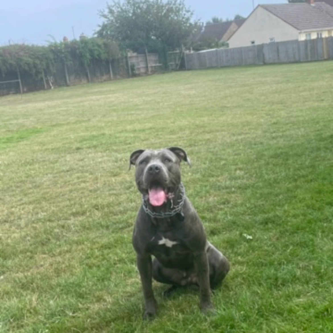 Ace joined the competition — help win amazing prizes! animal, canine, collar, daytime, dog, ears, fence, field, grass, happy, house, leisure, nature, outdoor, pet, playful, sitting, suburban, tongue, yard