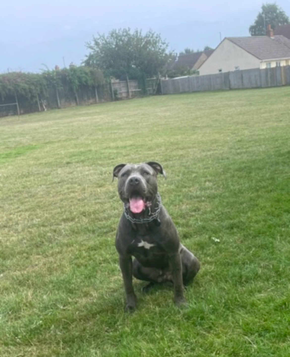 Ace joined the competition — help win amazing prizes! dog, grass, outdoor, pet, canine, collar, field, tongue, ears, happy, sitting, yard, suburban, fence, house, daytime, animal, nature, leisure, playful