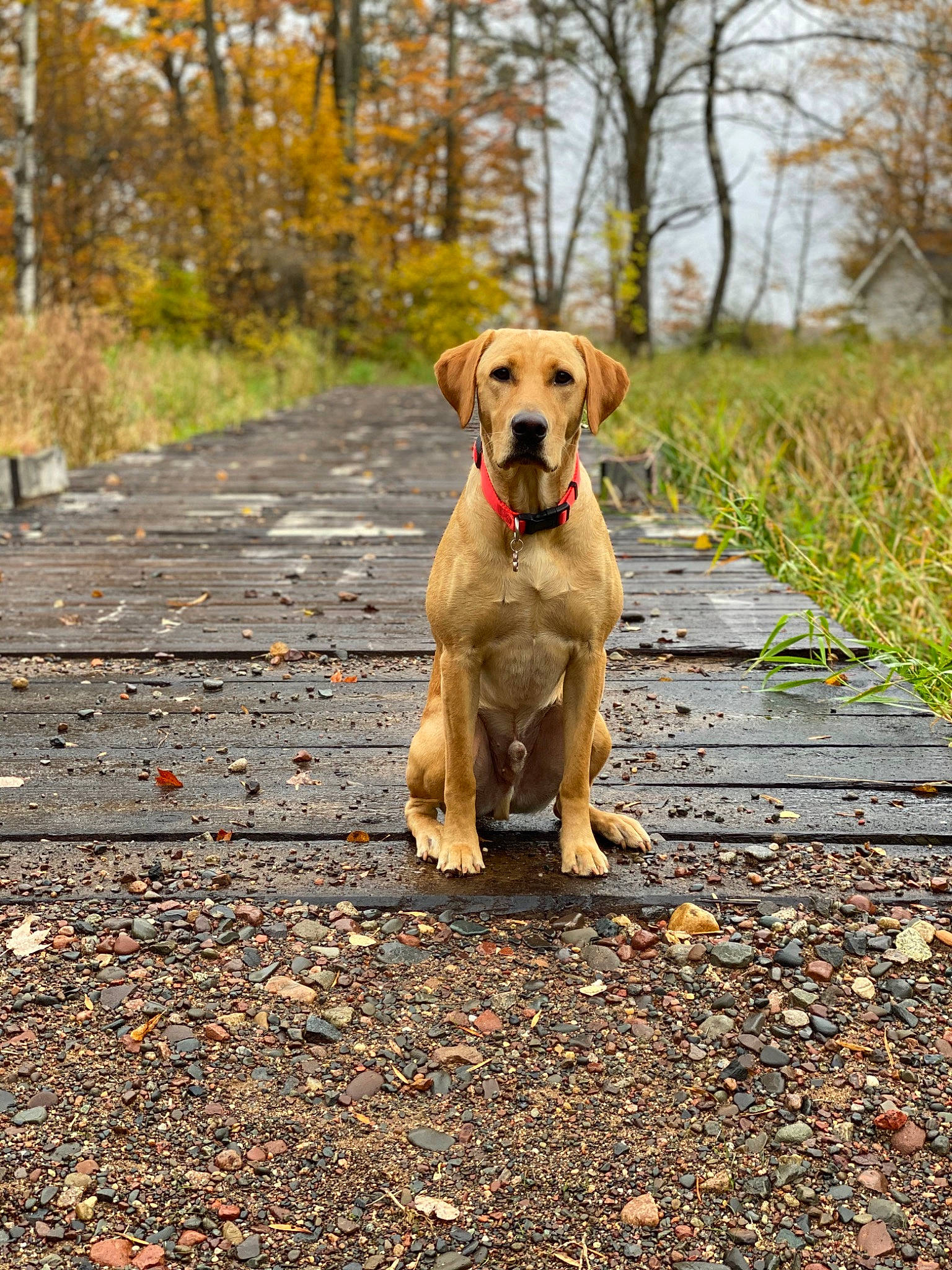 Rocky is registered to the contest to win money with this photo: asphalt, carnivore, collar, companion_dog, dog, dog_breed, fawn, grass, gun_dog, leash, plant, retriever, road, road_surface, snout, soil, sporting_group, tail, tree, working_animal