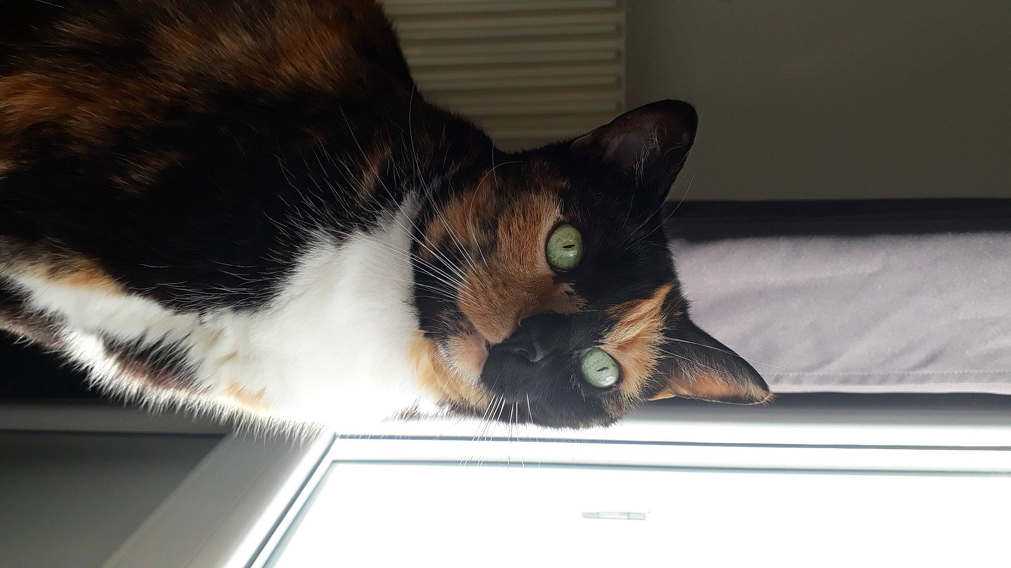 Nahla a rejoint le concours — aidez-le/la à gagner de superbes lots ! box, cardboard, carnivore, cat, comfort, domestic_short_haired_cat, ear, eye, felidae, fur, paw, small_to_medium_sized_cats, snout, tail, whiskers, window, windshield