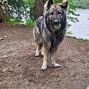 Shilo joined the competition — help win amazing prizes! animal, canine, dirt, dog, forest, fur, grass, lake, leaf, mammal, nature, outdoor, park, pet, playful, recreation, rug, tennis_ball, tree, water