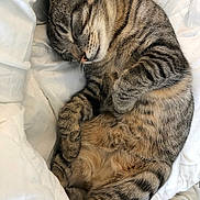 Néo a rejoint le concours — aidez-le/la à gagner de superbes lots ! cat, tabby, sleeping, cozy, fur, whiskers, paws, pet, animal, relaxing, cute, domestic_cat, striped, mammal, bed, blanket, resting, indoor, feline, peaceful