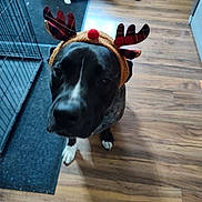 Bruno is registered to the contest to win money with this photo: dog, reindeer_antlers, costume, black_dog, white_paws, wooden_floor, indoor, pet, animal, cage, background_dog, brown_and_white_dog, floor_mat, looking_up, holiday, festive, home, canine, pet_accessory, companion