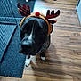 animal, background_dog, black_dog, brown_and_white_dog, cage, canine, companion, costume, dog, festive, floor_mat, holiday, home, indoor, looking_up, pet, pet_accessory, reindeer_antlers, white_paws, wooden_floor