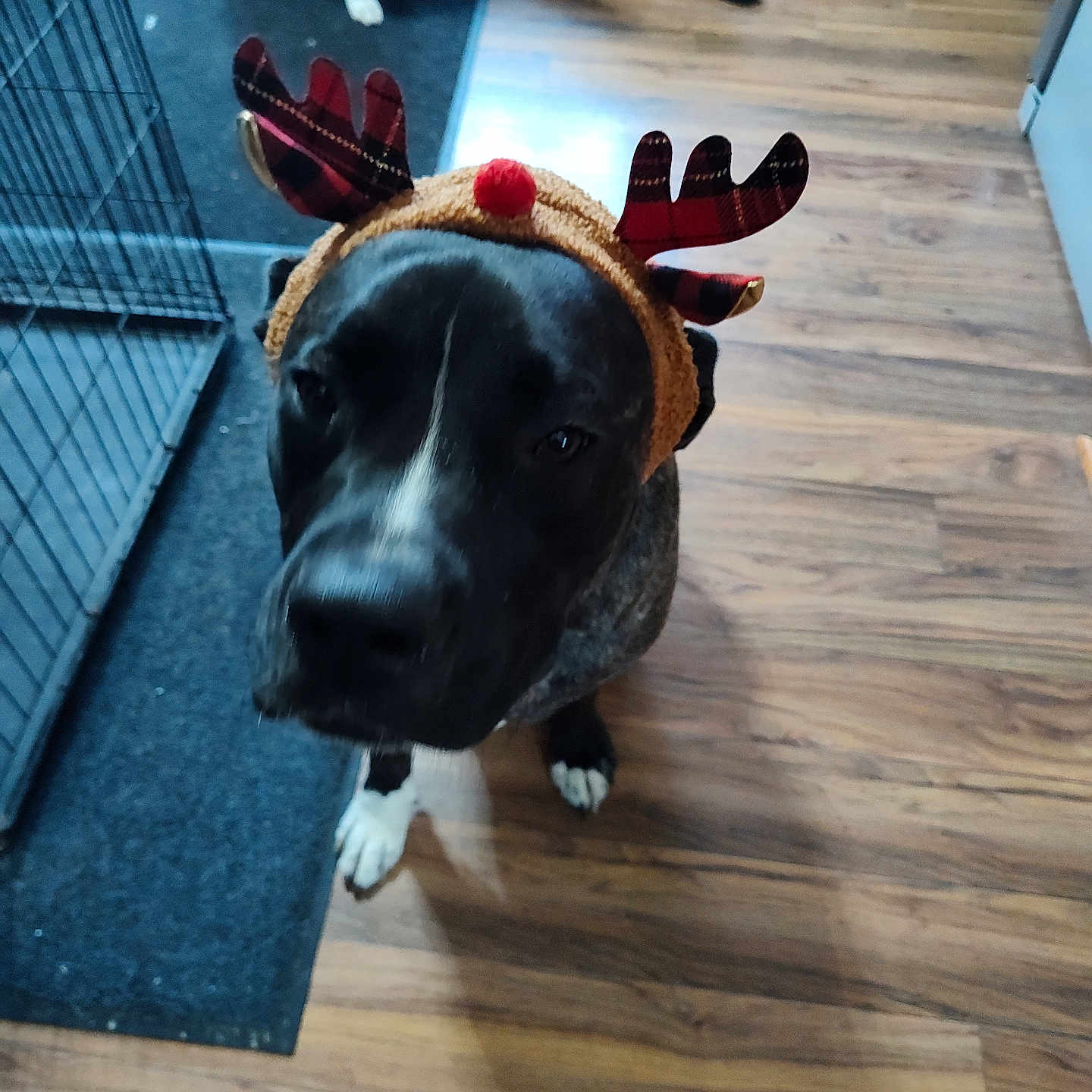 Bruno is registered to the contest to win money with this photo: animal, background_dog, black_dog, brown_and_white_dog, cage, canine, companion, costume, dog, festive, floor_mat, holiday, home, indoor, looking_up, pet, pet_accessory, reindeer_antlers, white_paws, wooden_floor
