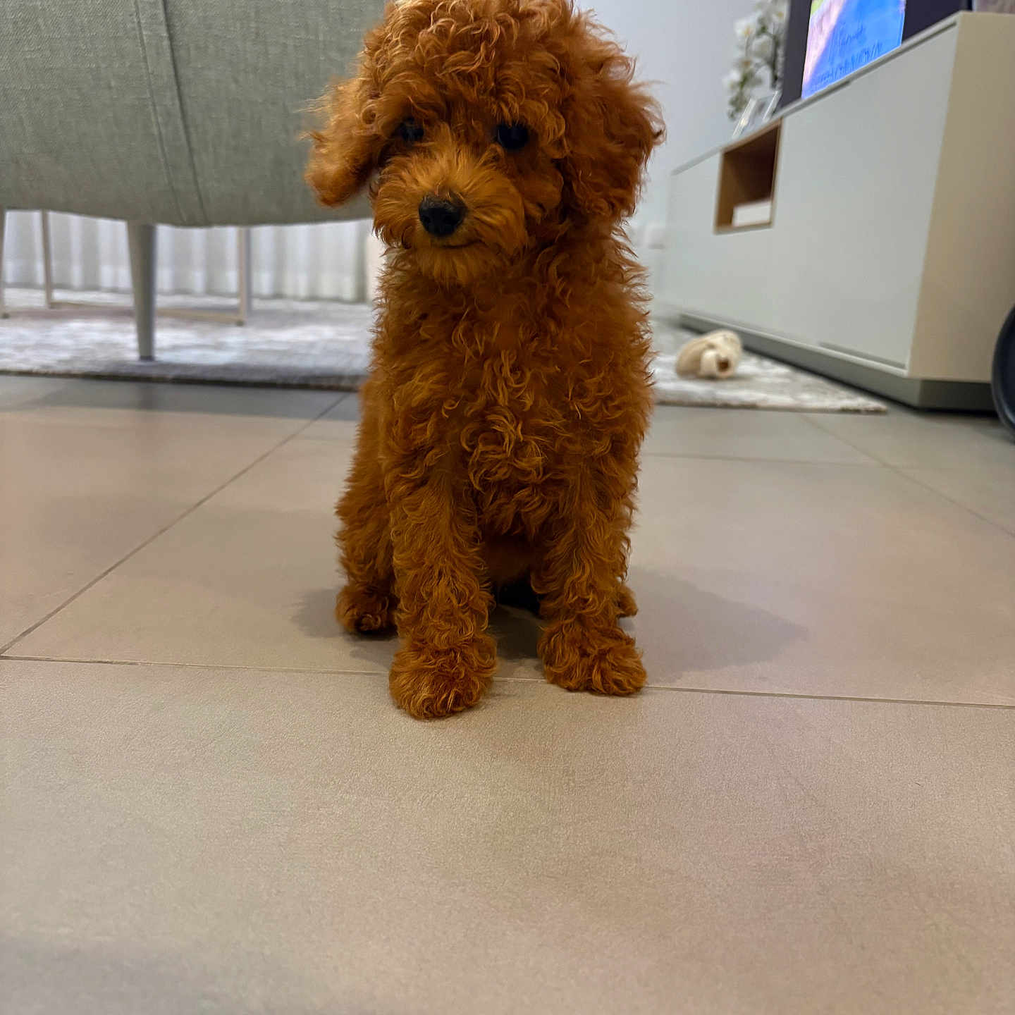 Naya a rejoint le concours — aidez-le/la à gagner de superbes lots ! puppy, dog, curly_fur, apricot_coat, sitting, indoors, living_room, floor, tile, television, furniture, cabinet, rug, curtains, home, pet, portrait, cute, fluffy, centered_subject