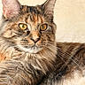 cat, fluffy, longhaired, maine_coon, calico, brown, gray, orange, portrait, closeup, face, eyes, whiskers, ears, fur, indoor, couch, relaxed, pet, animal