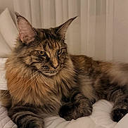 Ava participe au concours pour gagner de l'argent avec cette photo : cat, maine_coon, long_hair, fluffy, tabby, brown_fur, animal, pet, feline, whiskers, ears, eyes, portrait, lying_down, bed, bedding, indoors, bedroom, curtains, relaxed