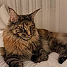 cat, maine_coon, long_hair, fluffy, tabby, brown_fur, animal, pet, feline, whiskers, ears, eyes, portrait, lying_down, bed, bedding, indoors, bedroom, curtains, relaxed