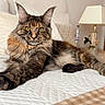 cat, kitten, maine_coon, fluffy, long_hair, calico, tabby, black_cat, golden_eyes, whiskers, pointed_ears, lying_down, bed, bedroom, pillow, blanket, lamp, houseplant, indoor, portrait