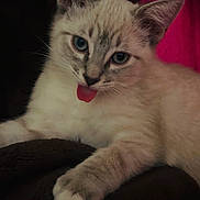 Pretty Cute joined the competition — help win amazing prizes! kitten, cat, blue_eyes, tongue_out, feline, pet, animal, cute, domestic_cat, whiskers, fur, resting, closeup, indoor, pink_background, paw, young_cat, cozy, soft, relaxed