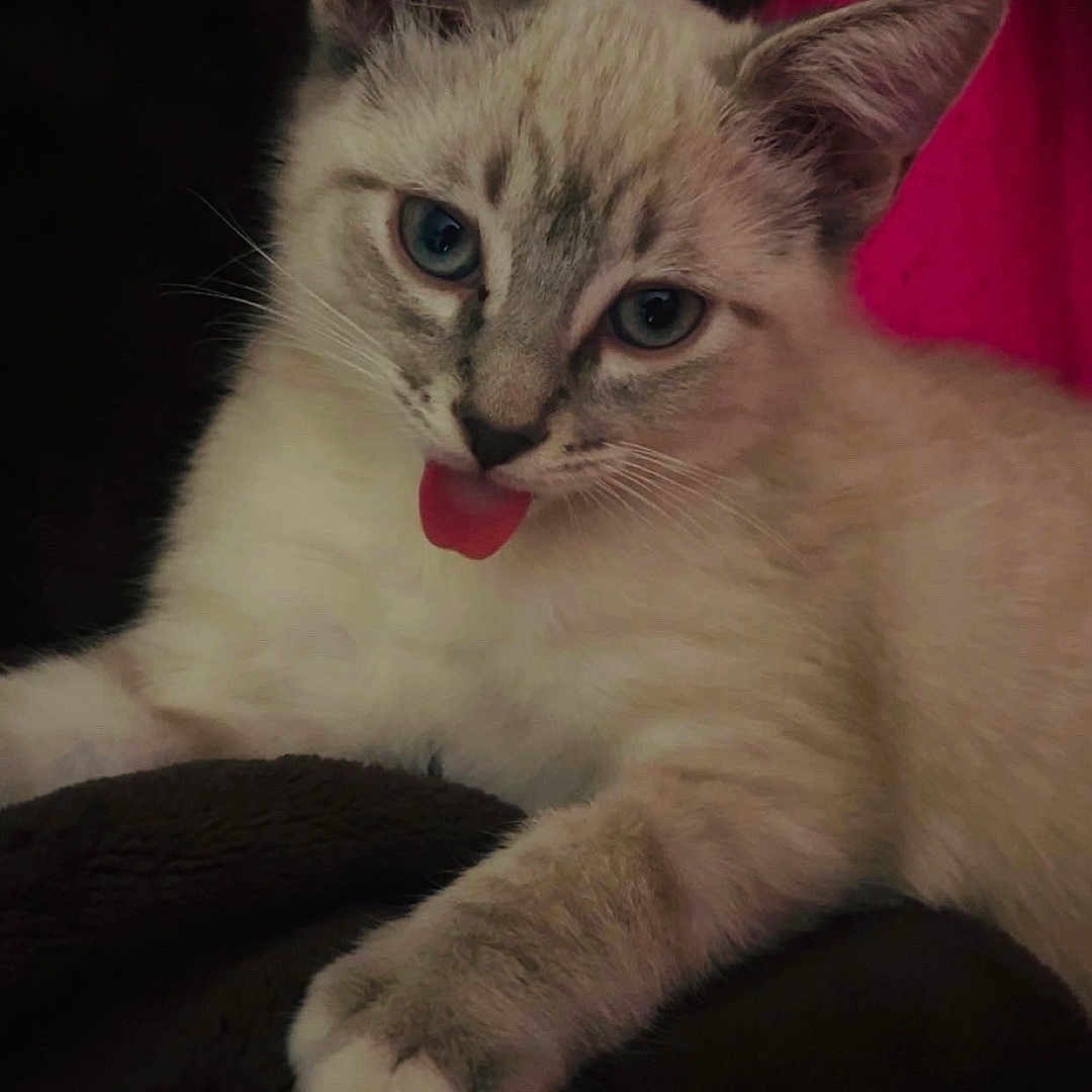 Pretty Cute joined the competition — help win amazing prizes! kitten, cat, blue_eyes, tongue_out, feline, pet, animal, cute, domestic_cat, whiskers, fur, resting, closeup, indoor, pink_background, paw, young_cat, cozy, soft, relaxed