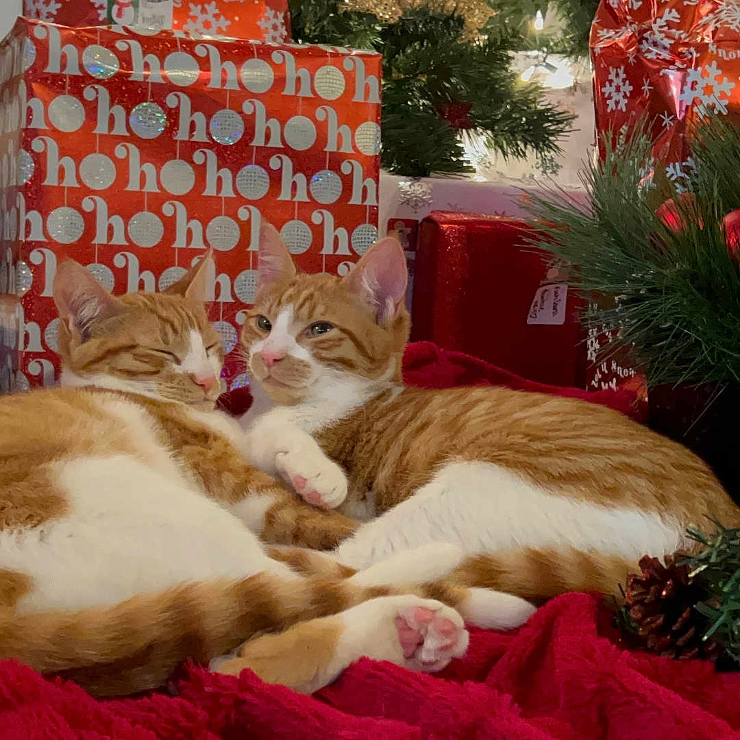 Milly And Milo
