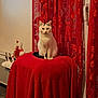 animal, black_markings, calm, cat, cozy, curtains, decorations, domestic, furniture, home, indoor, pet, quiet, red_blanket, red_curtains, sitting, soft_texture, table, white_cat, window_handle